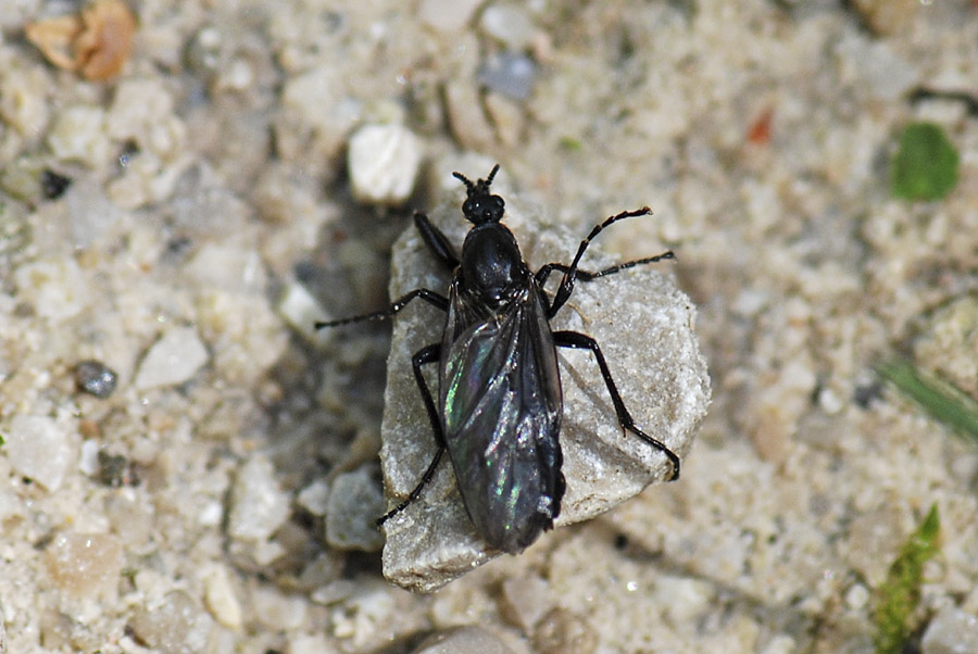 Bibio sp. (Bibionidae)